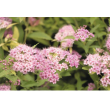Närbild av en Spiraea japonica med blommor och blad