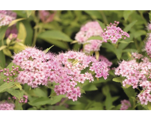 Närbild av en Spiraea japonica med blommor och blad