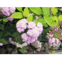 Praktspirea OMNIA GARDEN Spiraea japonica 'Little Princess' 10-20cm 10-pack
