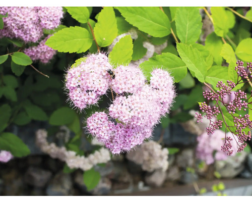 Blommande spirea med ett bi