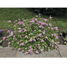 Praktspirea OMNIA GARDEN Spiraea japonica 'Little Princess' 10-20cm 10-pack