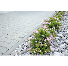 Stenplattor med blommor och grus