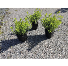 Tre spirea i kruka på en grusgång