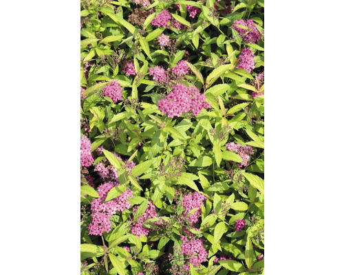 Närbild av en Spiraea japonica med rosa blommor och gröna blad.