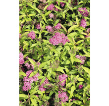 Blommande spirea med gröna blad och rosa blommor