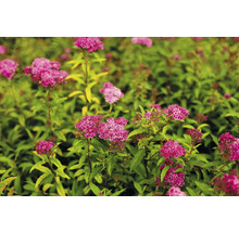 Praktspirea OMNIA GARDEN Spiraea japonica 'Sapho' 10-20cm 10-pack