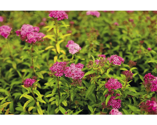 Spirea med blad och blommor
