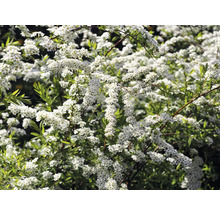Blommande brudspirea buske i detalj.