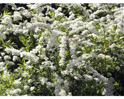 Blommande brudspirea buske i detalj.