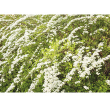 Blommande spirea buske med små, vita blommor