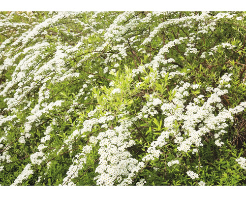 Blommande spirea buske med små, vita blommor