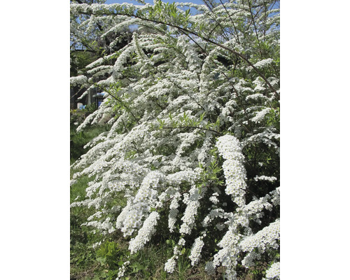 Blommande spirea i trädgården
