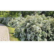 Blommande häck med små vita blommor längs en stig