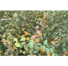 Närbild av Spiraea-blad