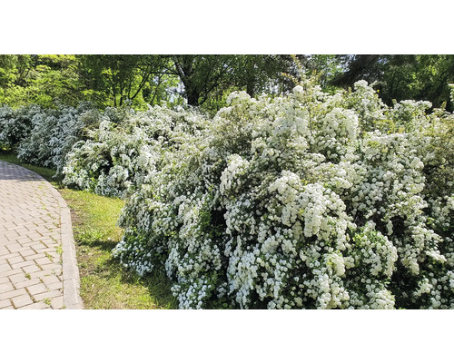Rad blommande buskar med vita blommor intill en asfalterad gångväg