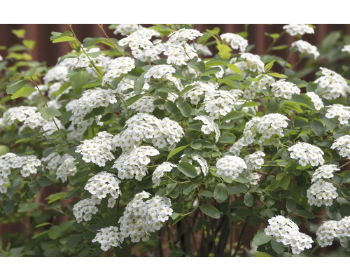 Blommande spirea med vita blommor
