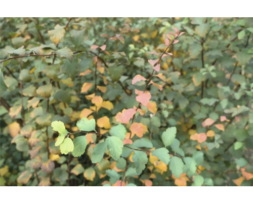 Närbild av en Spiraea-växt med blad