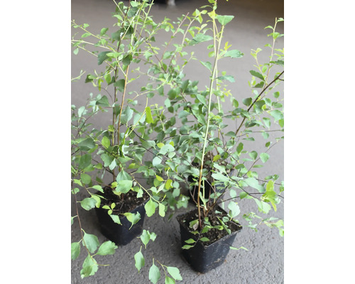 Tre krukväxter med gröna blad.