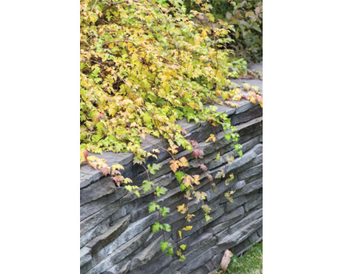 Gulgrön klätterväxt mot en grå stenmur i trädgården.