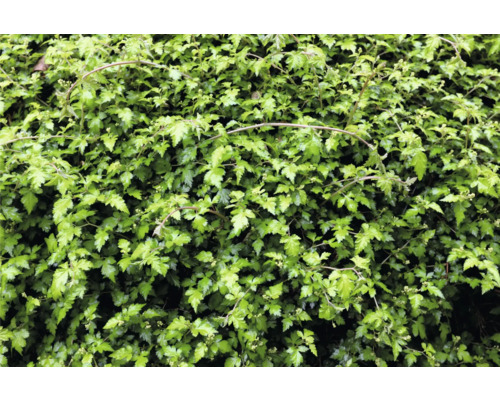 Närbild av en grön klätterväxt