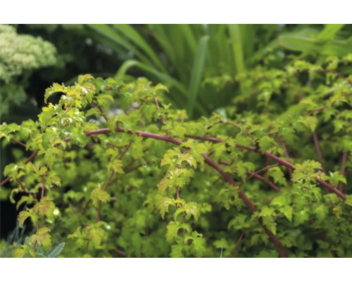 Klätterväxt med gröna blad och röda stjälkar i trädgården.