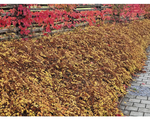 Höstträdgårdslandskap med trästaket och växter