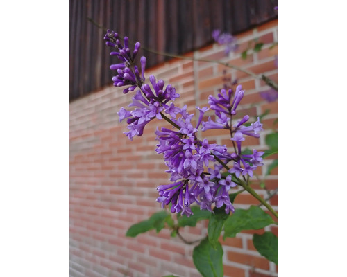 Närbild av lila syrenblommor mot en vägg