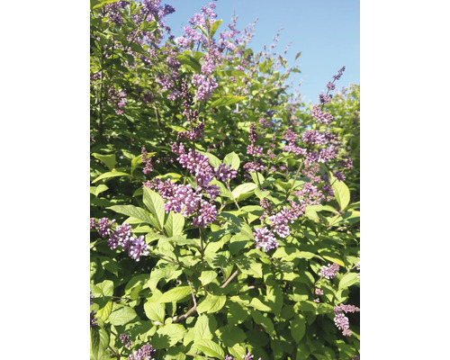Blommande Buddleja davidii med blad