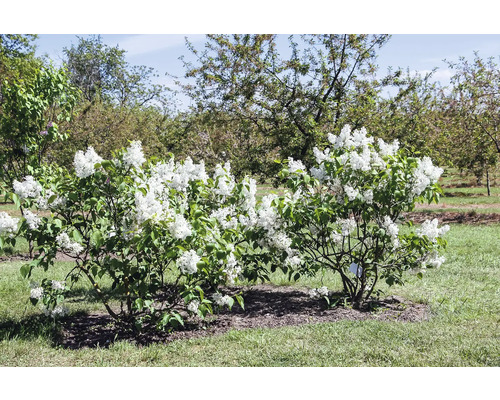 Två blommande prydnadsbuskar i trädgården