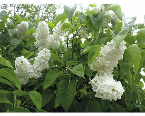 Vit syren OMNIA GARDEN Syringa vulgaris f. alba 20-pack