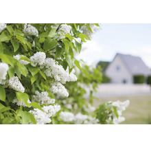 Blommande syrenbuske med vita blommor framför ett hus