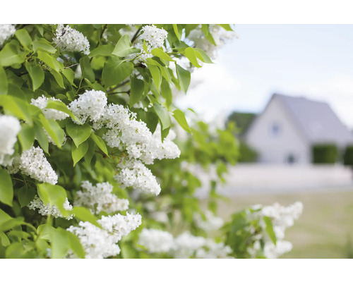 Blommande syrenbuske med vita blommor framför ett hus
