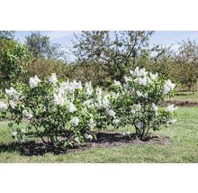 Två blommande dvärgsyrenbuskar i trädgården