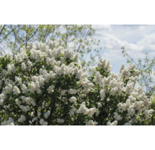 Blommande syrenbuske med vita blommor