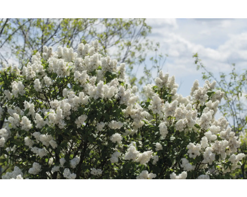 Blommande syrenbuske med vita blommor