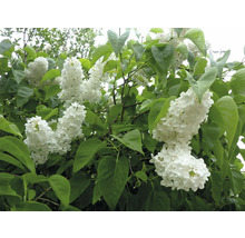 Närbild av blommande, vit syrenbuske med gröna blad