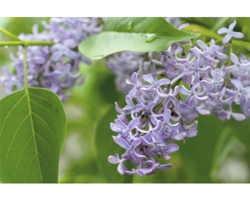 Närbild av lila blommande syren med gröna blad