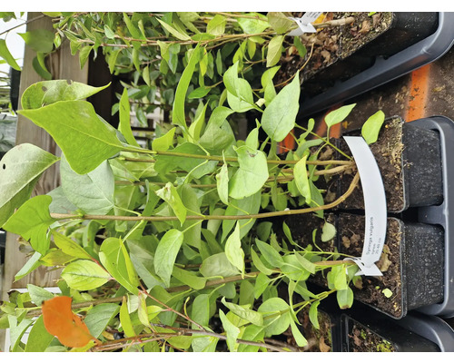 Syren i krukor med gröna blad