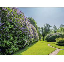 Landskap med blommande syrenbuskar längs en gräsbevuxen stig.