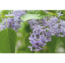 Närbild av lila blommande syren med gröna blad