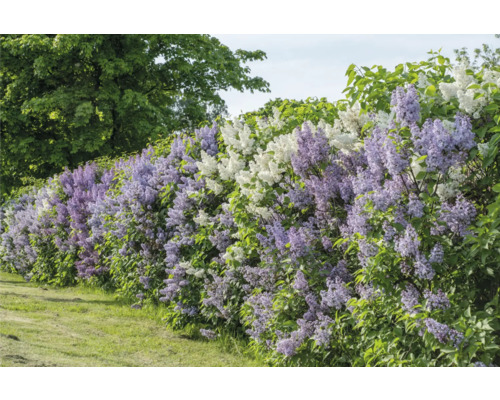 Blommande häck med lila och vita blommor i trädgården.