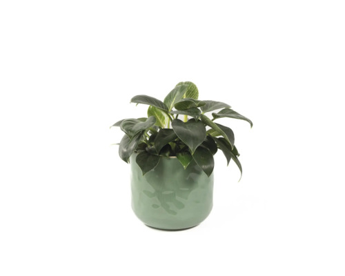 Philodendron Birkin krukväxt i keramikkruka