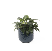 Philodendron Birkin krukväxt inomhus