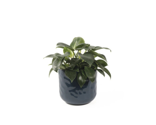 Philodendron Birkin krukväxt inomhus