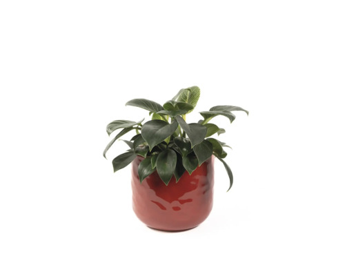 Philodendron krukväxt i en kruka