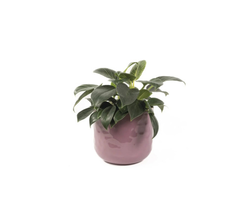 Inomhusväxt i kruka