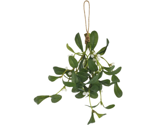 Hängande mistel med blad och bär