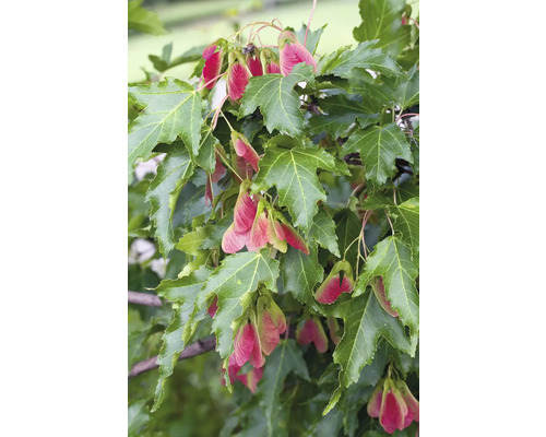 Närbild av lönnlöv och frön