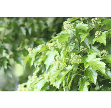Blad och blommor av en häck
