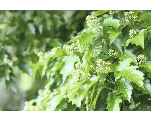 Blad och blommor av en häck